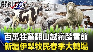 百萬牲畜大軍翻山越嶺踏雪前行… 新疆伊犁牧民展開「春季大轉場」！【關鍵時刻】20210319-3 劉寶傑 李正皓