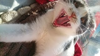 очень уставший кот очень уставший кот