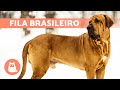 FILA BRASILEIRO Dog Breed 🔥 Characteristics, Care and MORE の動画、YouTube動画。