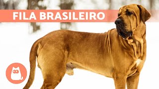 fila brasileiro price