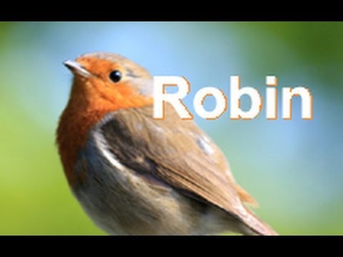 Robin (Erithacus rubecula) - British Birds - Woodland Trust