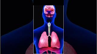 How Sneezing Occurs In Humans  Body trending anime science biology shorts short short