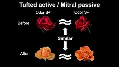 Context- and Output Layer-Dependent Ensemble Plasticity in the OB