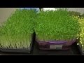 Pea Sprouts, Broccoli Sprouts, Sunflower Sprouts, Radish Sprouts, Fenugreek Sprouts/Microgreens Pea Sprouts, Broccoli Sprouts, Sunflower Sprouts, Radish Sprouts, Fenugreek Sprouts/Microgreens
