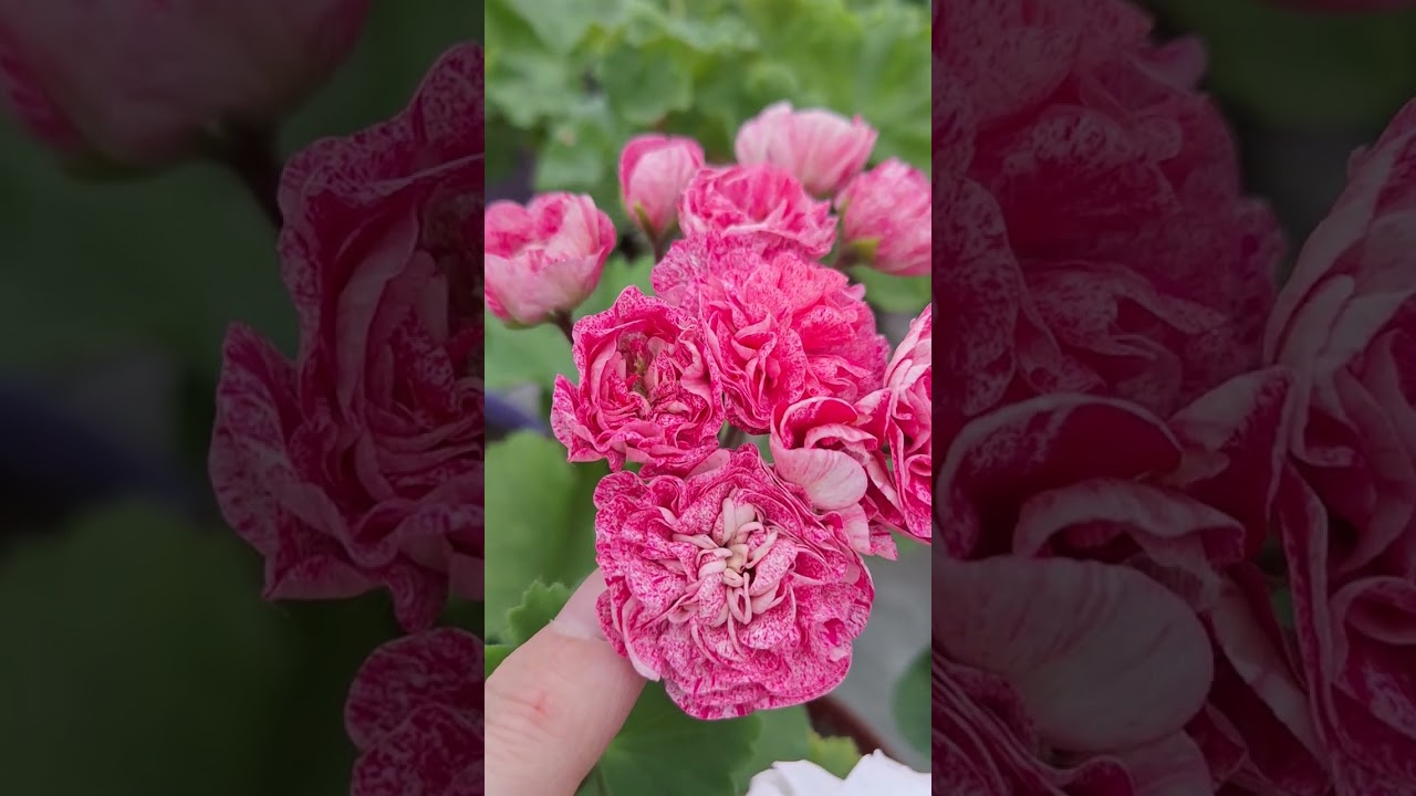 Осенний обзорчик 28 сентября 2025,часть 1