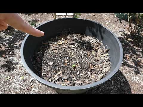 Vídeo: Texas Star Hibiscus Care - Como cultivar plantas de hibisco Texas Star