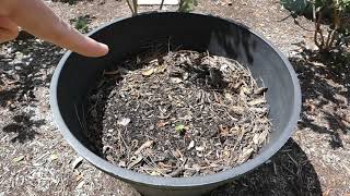 Growing Texas Star Hibiscus Plant From Seed #hibiscus #garden