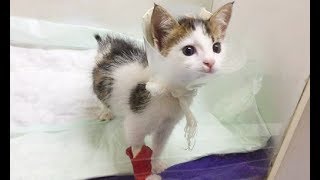 Девушка нашла крошечного бездомного котенка, а он оказался уникальным Девушка нашла крошечного бездомного котенка, а он оказался уникальным
