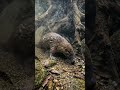 The Platypus Hunts With Its Eyes Closed