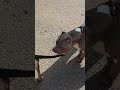 American Bully XL French Bulldog Habibi American Bully XL French Bulldog Habibi