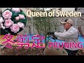 Pruning english rose【イングリッシュローズを剪定】クィーン・オブ・スウェーデン（字幕）