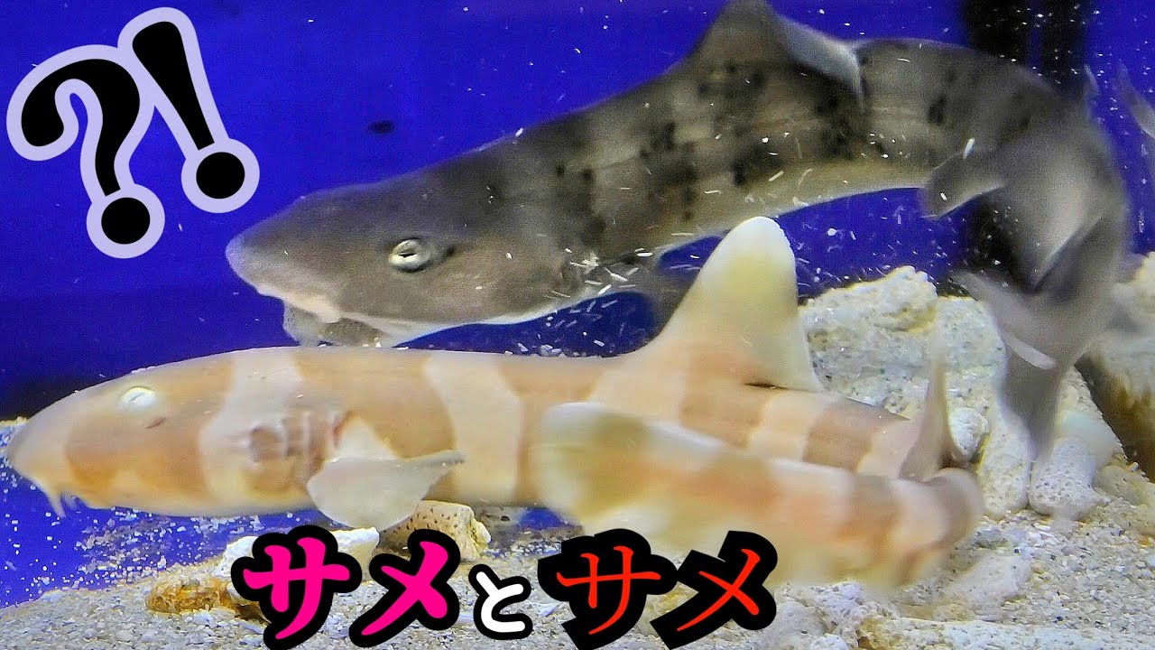 2匹のサメを一緒に飼育した結果が… - YouTube