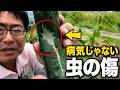 キュウリの実が曲がる原因。かさぶた傷はアザミウマの被害です（2026.6.6）