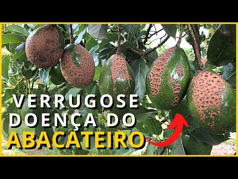 Vídeo: O que é a doença da sarna do abacate - Aprenda sobre os sintomas da sarna no abacate