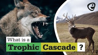 What is a trophic cascade?