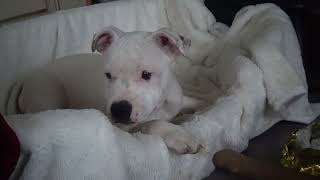 149Ème Vidéo Chiot N6 Femelle De La 45Ème Portée De Staffordland