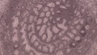 Fossiliferous Limestone, Plane Polars