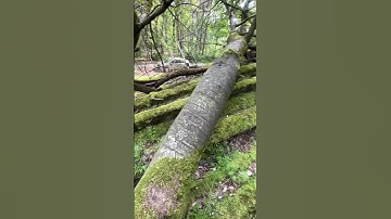 Waar zit ie toch verstopt?!? (geocaching)