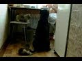 Котенок играет хвостом питбуля | Cat and the tail of a pit bull