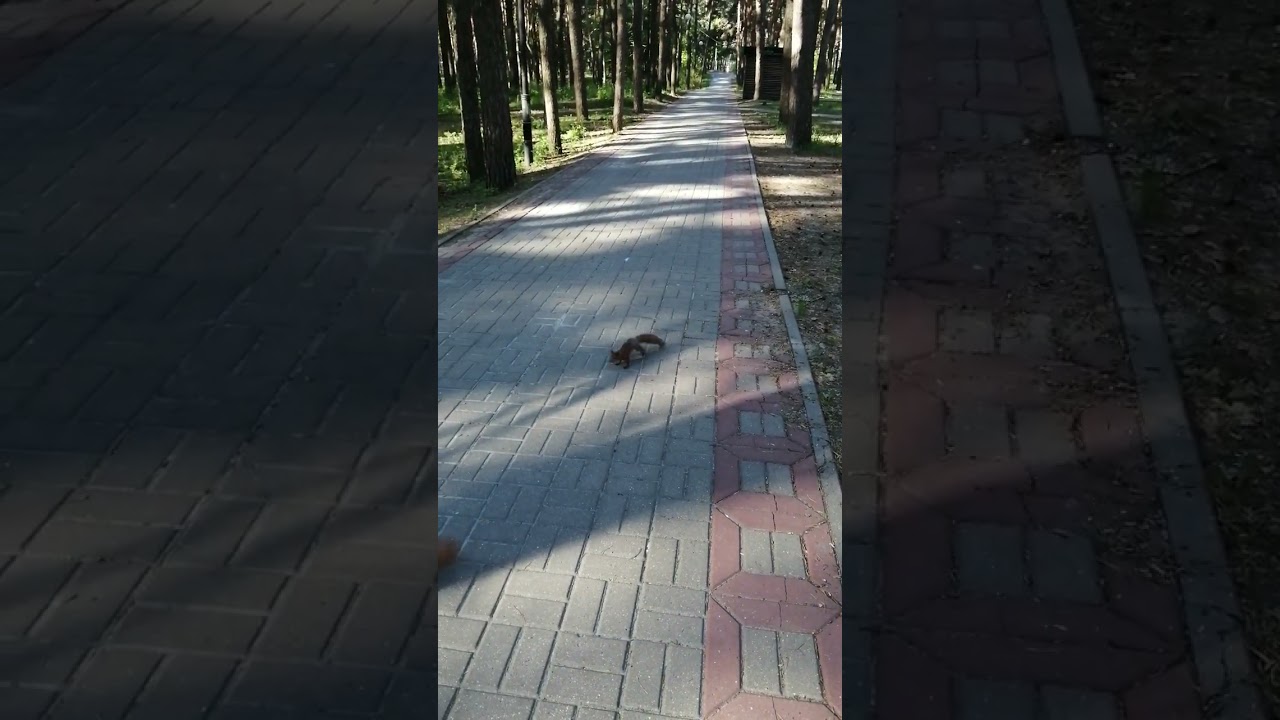 Догонялки☺️