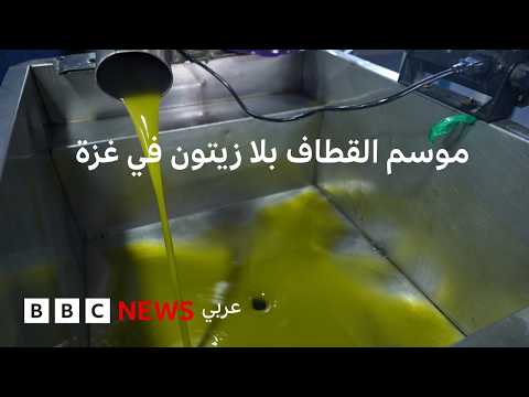 ما الذي بقي من زيتون غزة؟