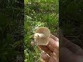 Майский гриб или садовый гриб в саду на даче.