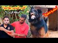 كلب شرس يهاجم بشكل مفاجئ التحدي الذي كاد ينتهي بكارثة كلب شارون الشرس يهاجم صديقي في تحدي جرئ كلب شرس يهاجم بشكل مفاجئ التحدي الذي كاد ينتهي بكارثة كلب شارون الشرس يهاجم صديقي في تحدي جرئ
