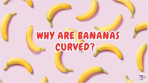 Why Are Bananas Curved? 🍌Why Do They Grow Like That?