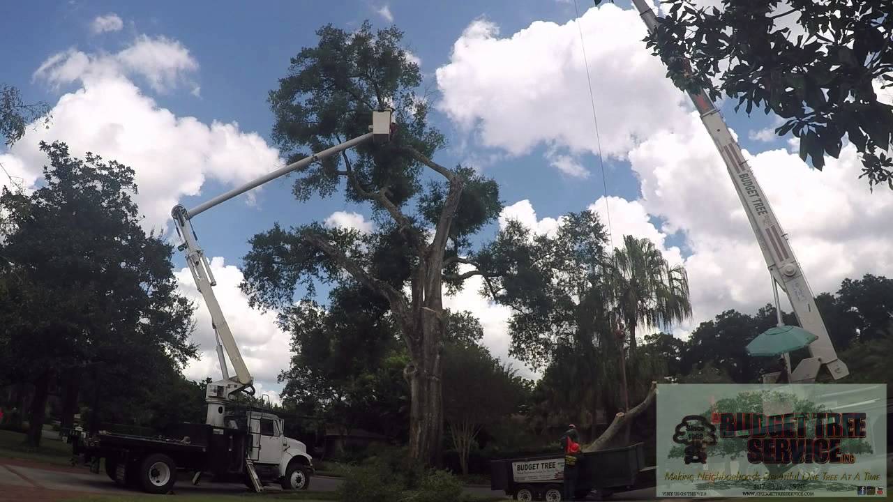 Trees A BUDGET TREE SERVICE Time Lapse 9 25 15 - YouTube