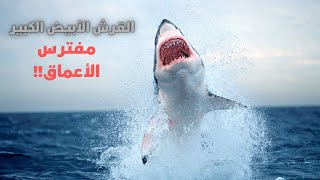 القرش الأبيض الكبير - سلسلة عالم البحار