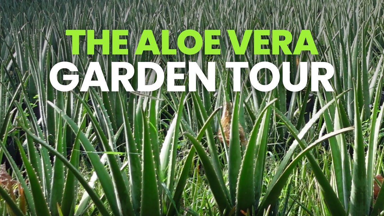 naturreines aloe vera gel Aloe Vera Gel