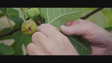 Pourquoi les figues ne mûrissent pas ?