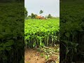 Harvesting leafy green plants from a large field and loading them into a truck for transport area