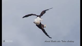 Bald Eagle Talon Locking Action