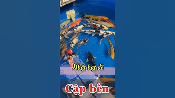 Lô Koi Nhật size to này nhìn ngoài thực còn đã hơn trên camera!