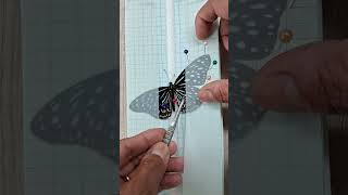 How to pin and spread a butterfly  #EntomologyLab #PinningInsects #UniqueHobbies #ThomasTKtungnung