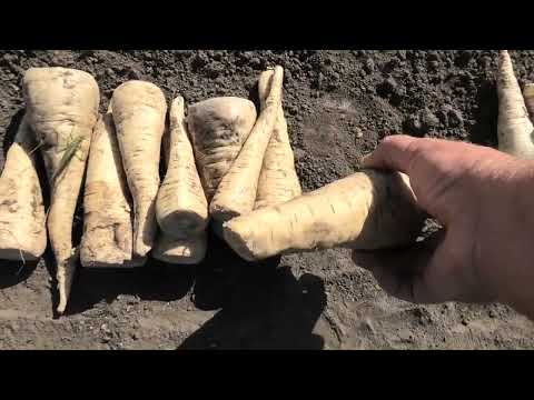 Видео: Уход за корнями петрушки - Как вырастить корень петрушки