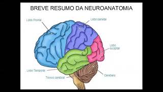 RESUMO DE NEUROANATOMIA PARA PSICÓLOGOS: ÁREAS DO CÓRTEX CEREBRAL [TELENCÉFALO]