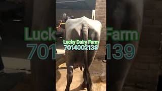 Top buffalo for sale #instaanimals #instagood #trend #reels #forsale #topbreed #top #crossbreed