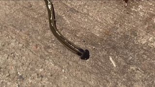 Toxic hammerhead worm not actually a bad thing for Georgia | Here's why