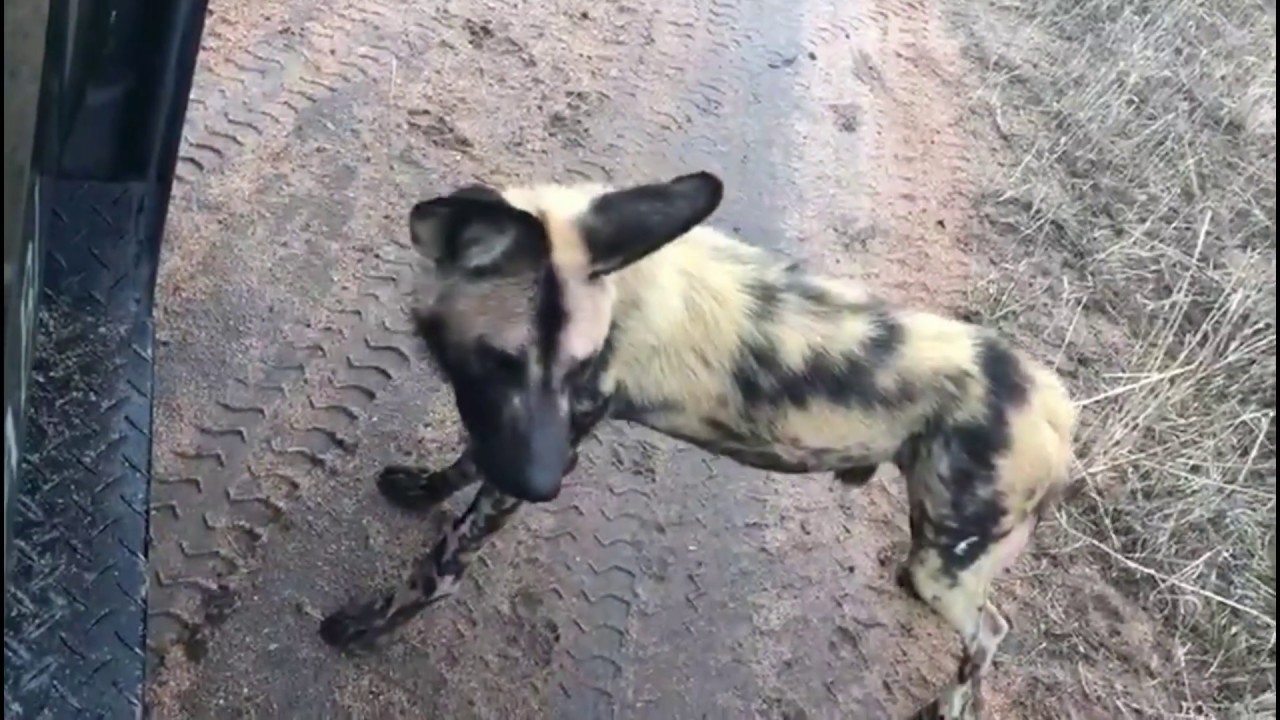 Wild dogs! YouTube