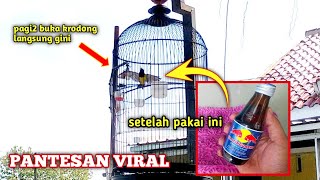 Setelah 4hari pakai Kratingdeng, Bisa kayak gini ya 😳‼️