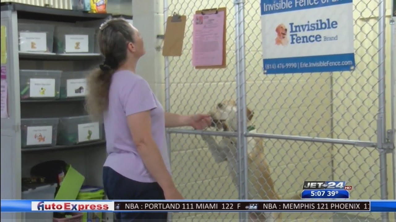 ANNA Shelter rescue pkg YouTube