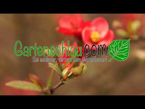 Exotische Pflanzen im Garten: Willkommen bei Tropicalgreen