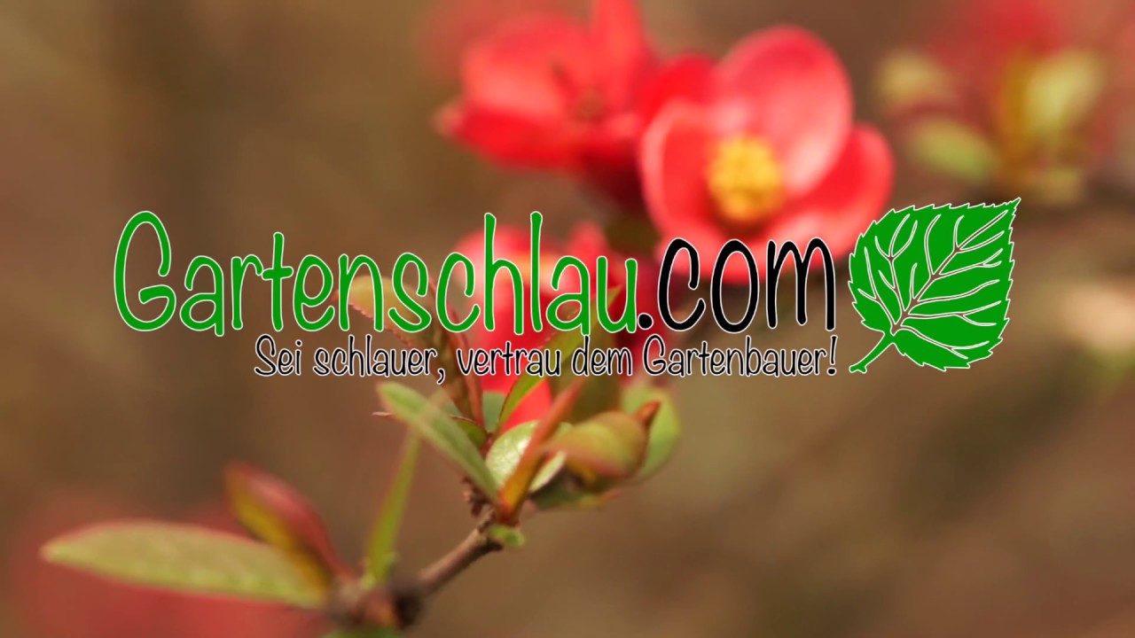 Exotische Pflanzen im Garten: Willkommen bei Tropicalgreen