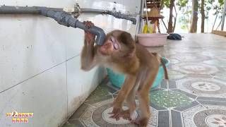 Monkey Kaka’s life is full of hardships, as she must sip every last drop of water just to survive.