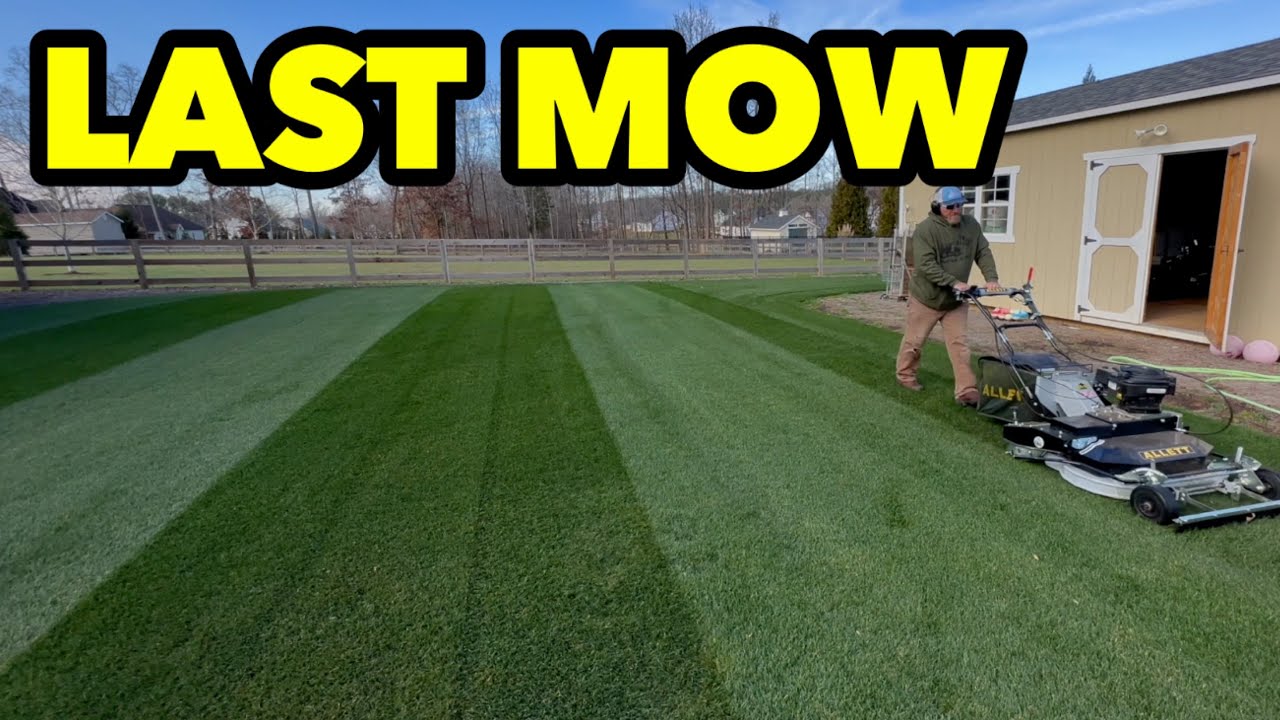 Last Mow Tall Fescue and Kentucky Bluegrass FUNGUS in the WINTER YouTube