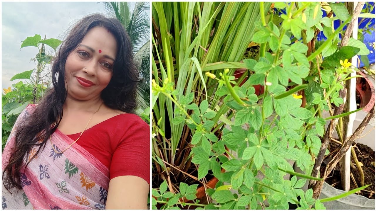 Know Everything about Himalayan Herb / Wild Mustard