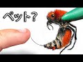 ペットのカウキラーを飼ってみた(史上最も痛い刺し)