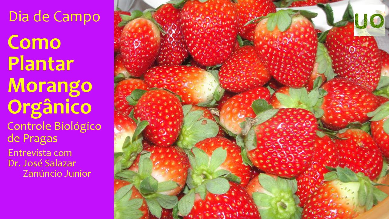 Como Plantar Morango Orgânico - Controle Biológico de Insetos (Entrevista)